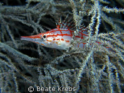 Longnose hawkfish, at about 95 feet , it did take a lot o... by Beate Krebs 